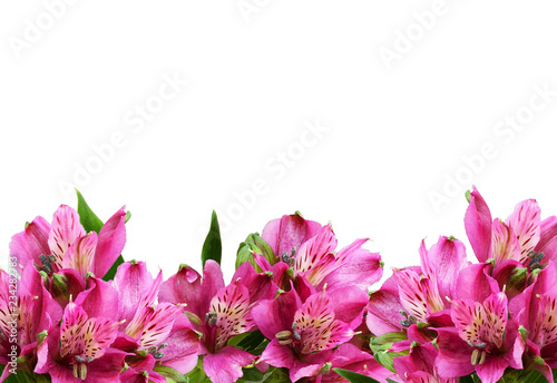 Pink alstroemeria flowers i...