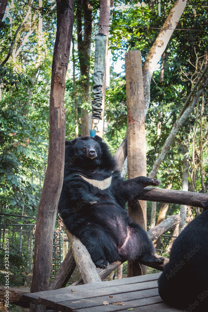 Obraz premium Asiatic black bear, known as moon bear at Tat Kuang Si park