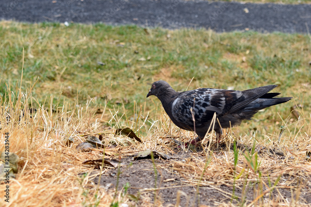 Pigeon Pigeon