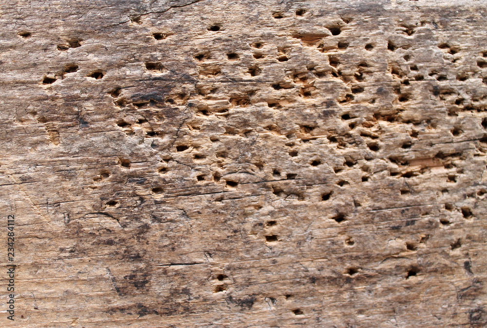 texture of the old spoiled wood damaged by woodworm texture of the old spoiled wood damaged by woodworm