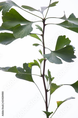 ginkgo biloba tree and leafs on white background, floral