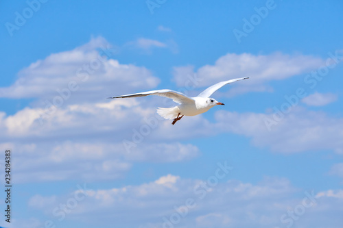 Sea gulls flying over a beach in a clear blue sky
