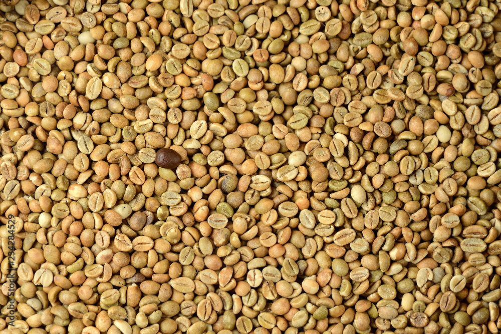 roasted coffee bean on a background of green coffee beans roasted coffee bean on a background of green coffee beans