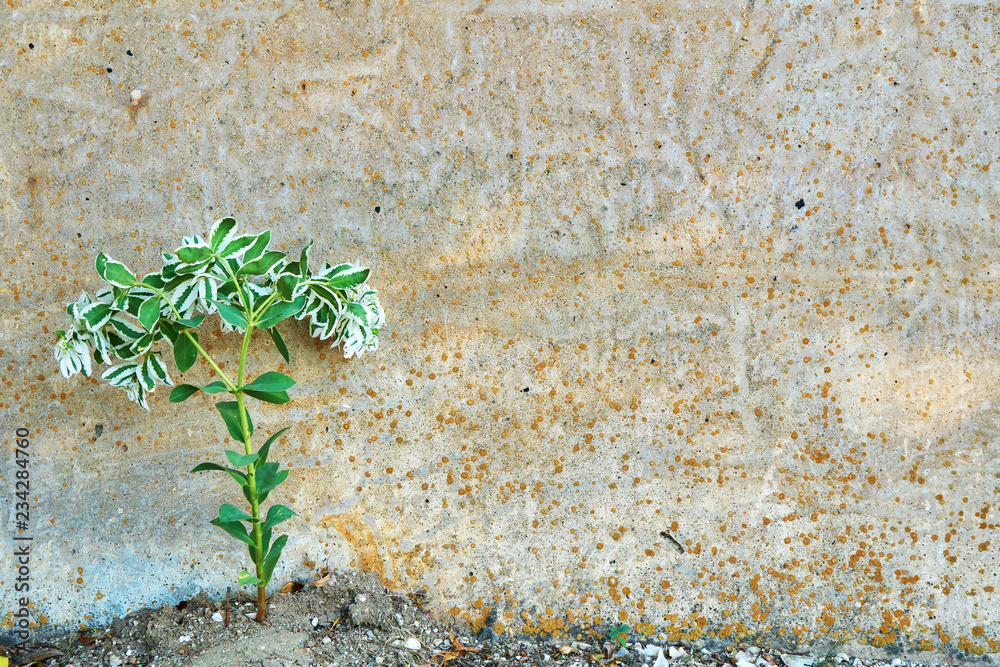 Spurge fringed against the background of a concrete wall. Commonly known as snow on the mountain, variegated spurge, or whitemargined spurge Spurge fringed against the background of a concrete wall. Commonly known as snow on the mountain, variegated spurge, or whitemargined spurge