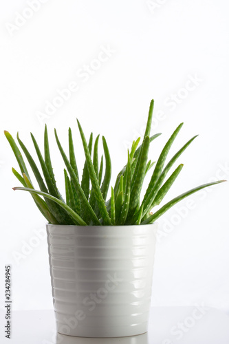 aloe vera in white pot on a white background, close-up