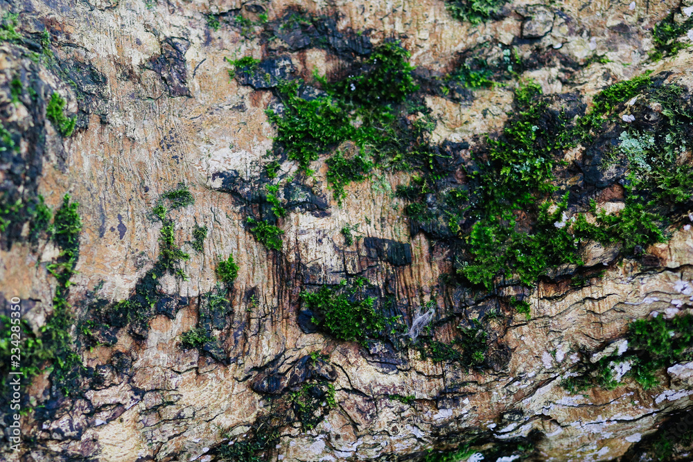 the texture of the bark of an old tree with moss