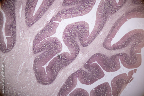 Fotografie Cross section of the Cerebellum and Nerve human under the microscope for education in Lab