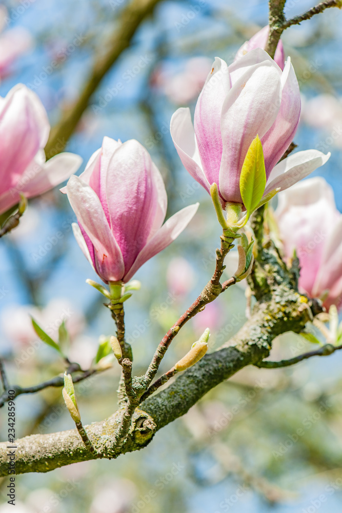 magnolia tree in blossom magnolia tree in blossom