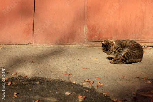 Photography fluffy cats lying on ground