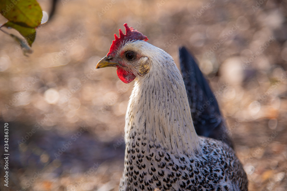 A backyard chicken stands in early morning light