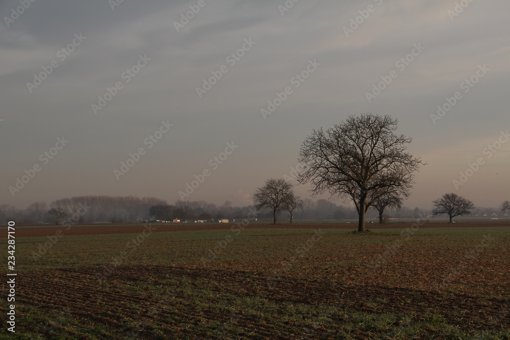 Morning landscape with fields and trees in fog