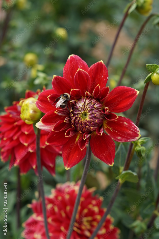 Obraz premium Dahlia Mr. Optimist