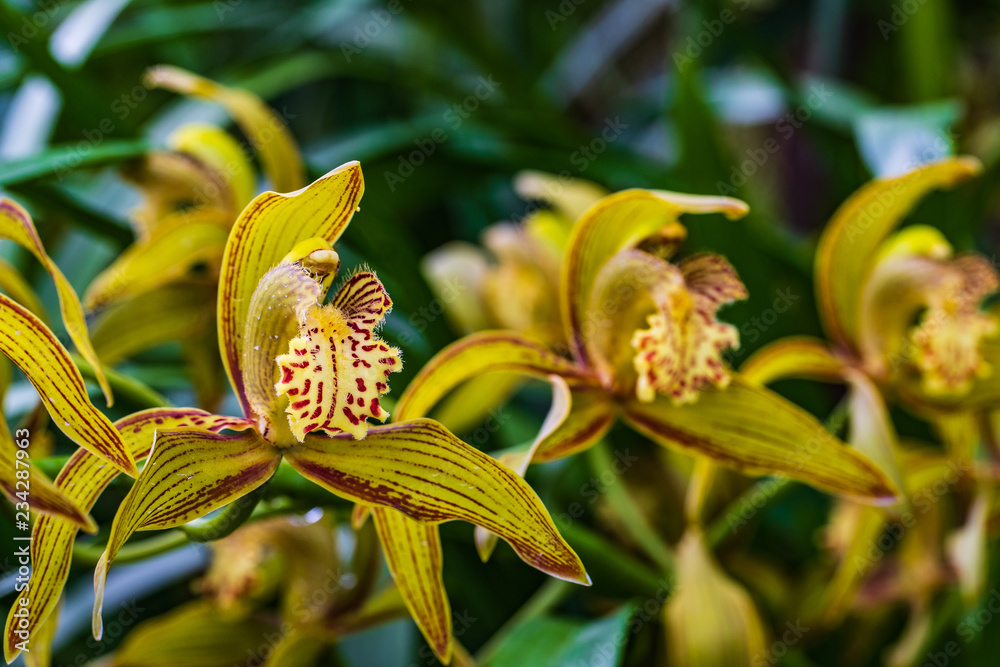 Obraz premium Cymbidium tracyanum, Beautiful wild orchid in tropical forest.