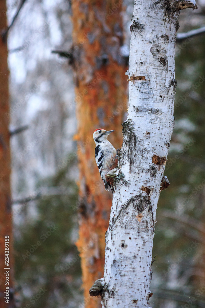Great spotted woodpecker (Dendrocopos major) on the tree of winter background. Male Hairy Woodpecker in the snow. Great spotted woodpecker (Dendrocopos major) on the tree of winter background. Male Hairy Woodpecker in the snow.