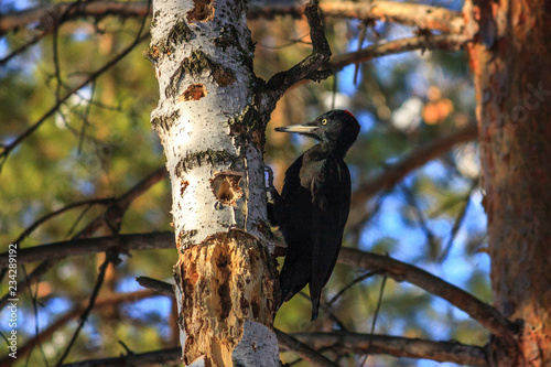 The Black woodpecker (Dryocopus martius) is in the park. The feathery woodcutter hollows a pine. Chips fly extensively. Be protected, wreckers!