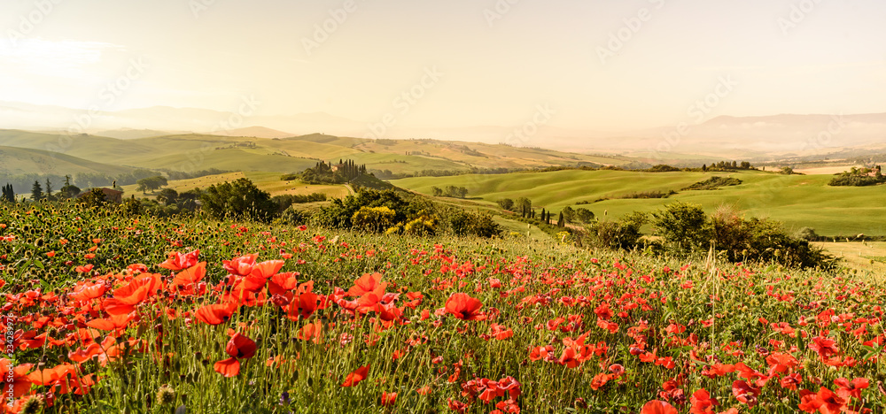 Poppy flower field in beautiful landscape scenery of Tuscany in Italy, Podere Belvedere in Val d Orcia Region - travel destination in Europe Poppy flower field in beautiful landscape scenery of Tuscany in Italy, Podere Belvedere in Val d Orcia Region - travel destination in Europe