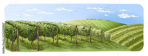 colorfull vine plantation hills, trees, clouds on the horizon vector illustration