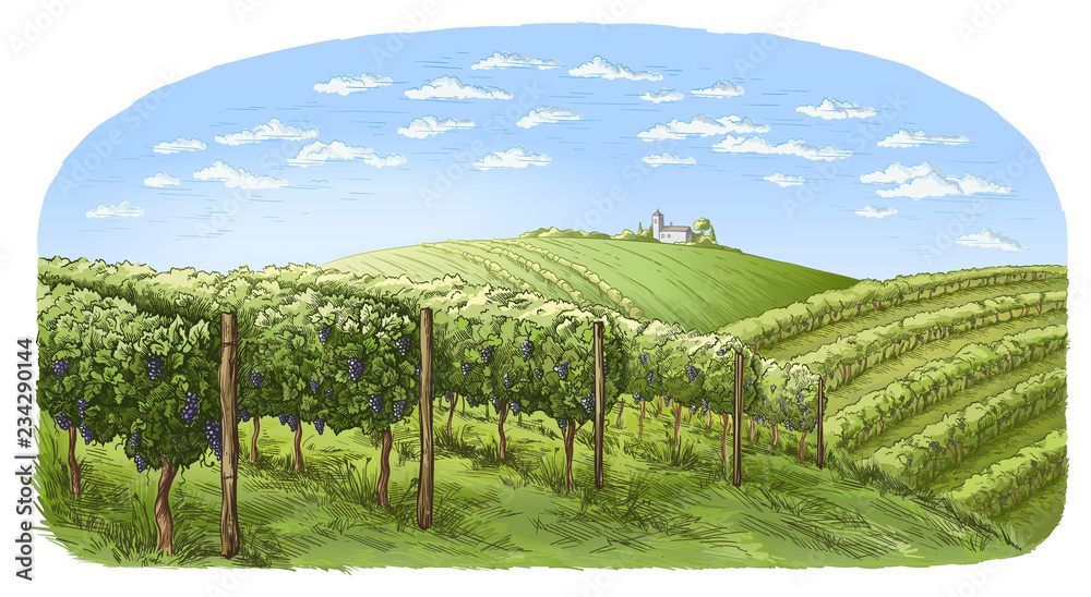 colorfull vine plantation hills, trees, clouds, and ancient castle on the horizon vector illustration