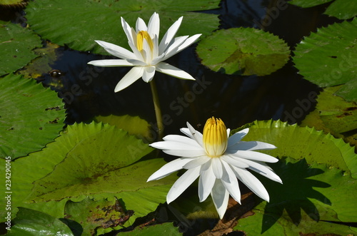 The white lotus in the lake