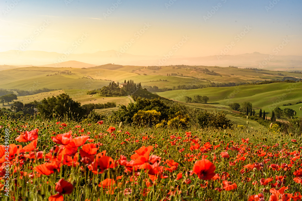Poppy flower field in beautiful landscape scenery of Tuscany in Italy, Podere Belvedere in Val d Orcia Region - travel destination in Europe