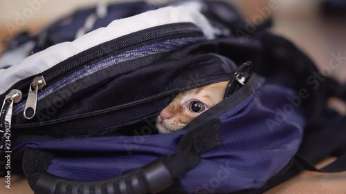 Ginger kitten climbed into a backpack for a hike with photographic equipment and plays looks sitting.4k,30fps