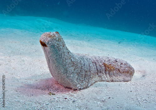 Sea cucumber on ocean floor photo