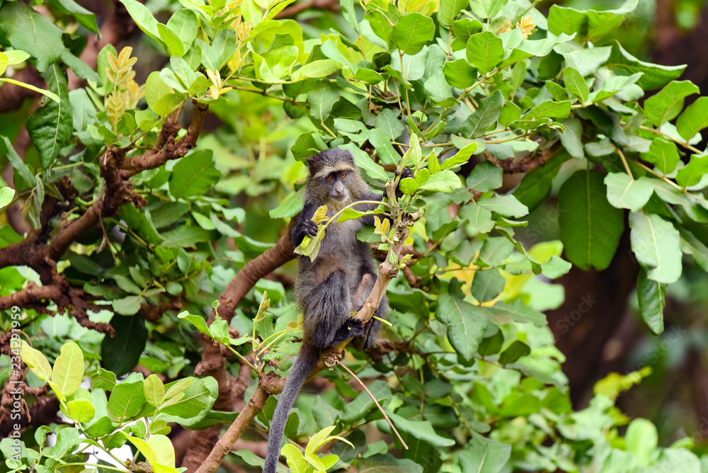 Blue Monkey (Cercopithecus mitis) eating leaves, Lake Manyara National Park, Tanzania