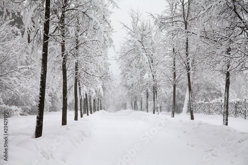 Snowy winter road. Snowfall in the park, snow covered trees landscape.