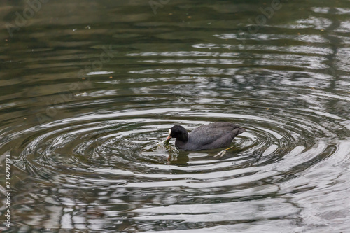 Black bird in water