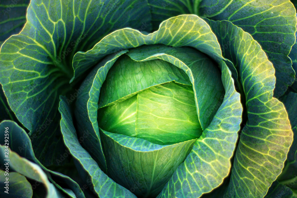 Obraz premium Cabbage