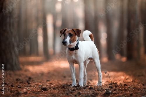 Canvas-taulu Charming dog fox terrier breed in the autumn forest