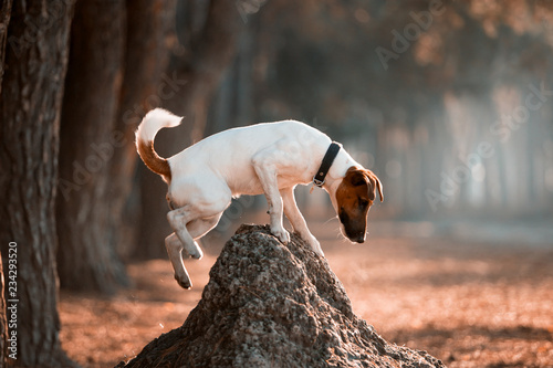 Charming dog fox terrier breed in the autumn forest photo