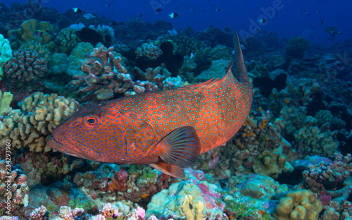 Red grouper on coral reef photo