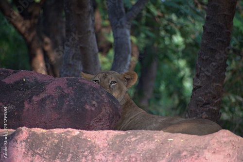 Tiger in The Zoo