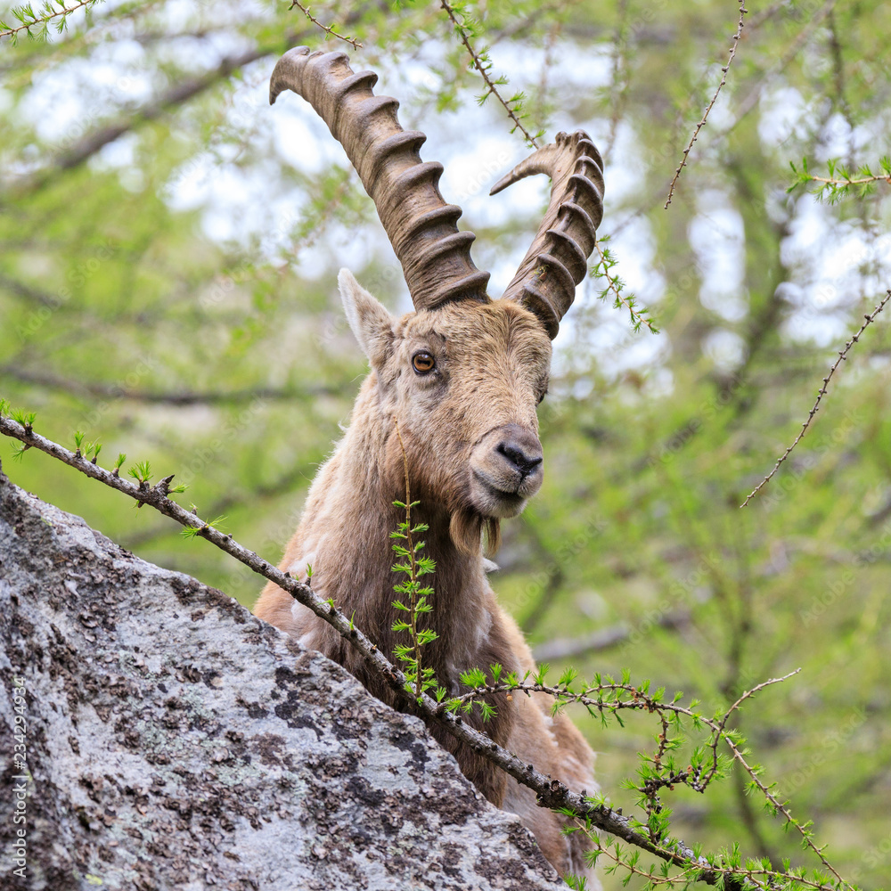 stambecco nel parco nazionale del Gran Paradiso