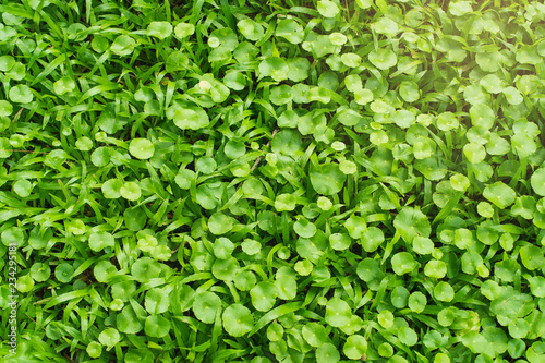 Wallpaper Mural Beautiful nature landscape with meadow. Abstract grass background. Natural blurry meadow spring or summer outdoors background. Torontodigital.ca