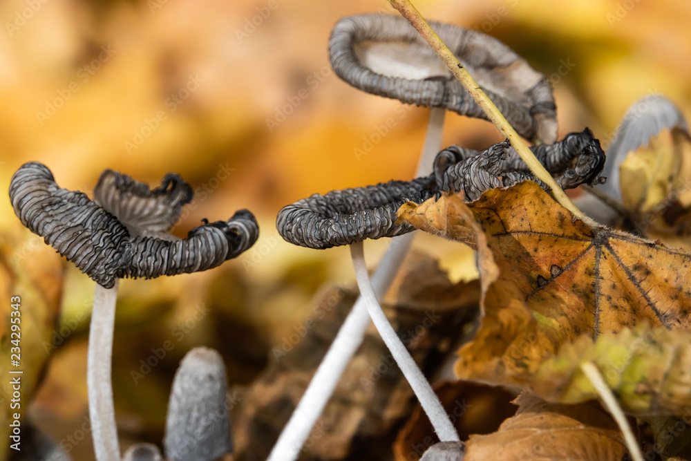 Obraz premium Hare's Foot Inkcap Mushrooms in Autumn