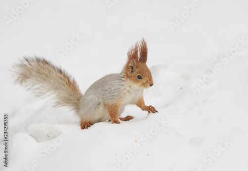 Squirrel on snow in city park