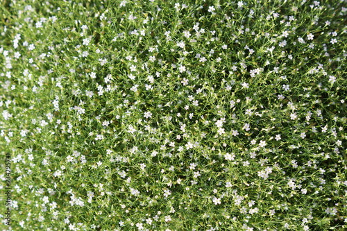 Carpet of green and white flowers