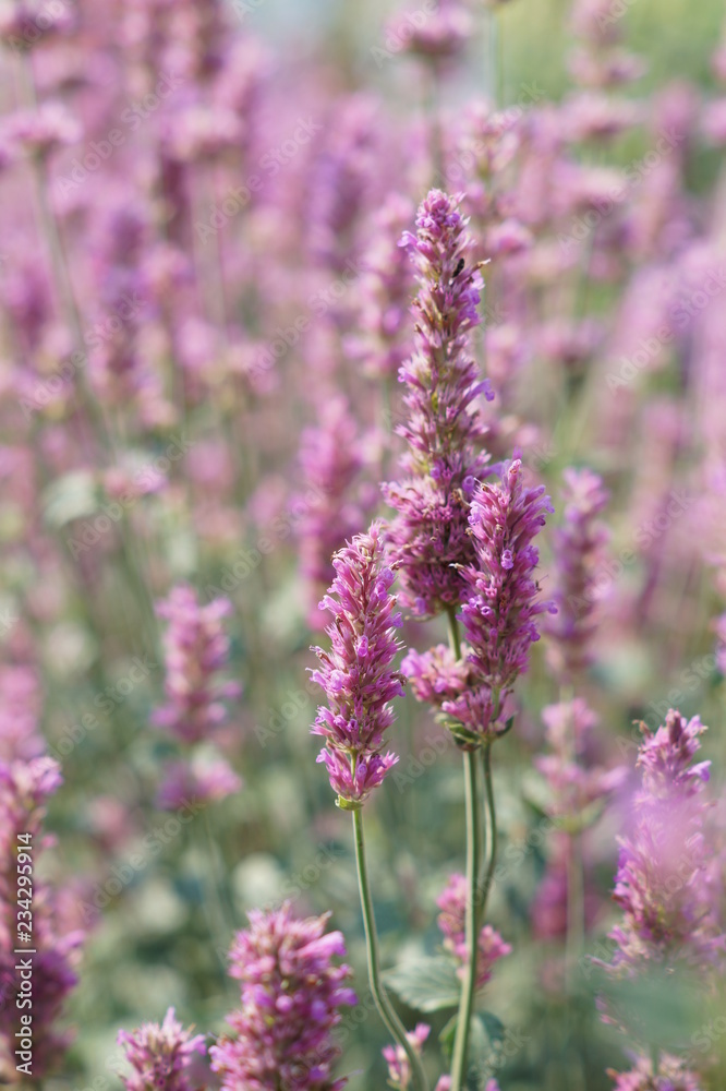 Fototapeta premium Pink flower