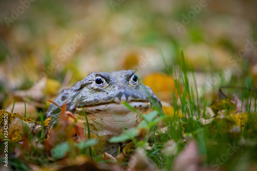 The African bullfrog, adult male in autumn park
