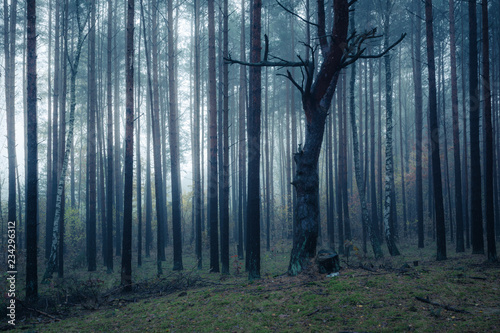 Forest in foggy morning somewhere in Masovia, Poland photo