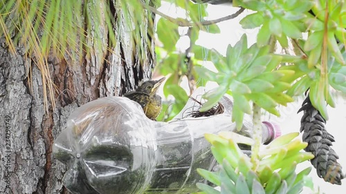 Baby bird over a reutilized soda bottle as a vase on the garden. Rufous-bellied Thrush. Turdus Rufiventris; Sabia Laranjeira. photo