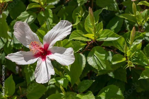 Beautiful chinese rose (hibiscus) in the park