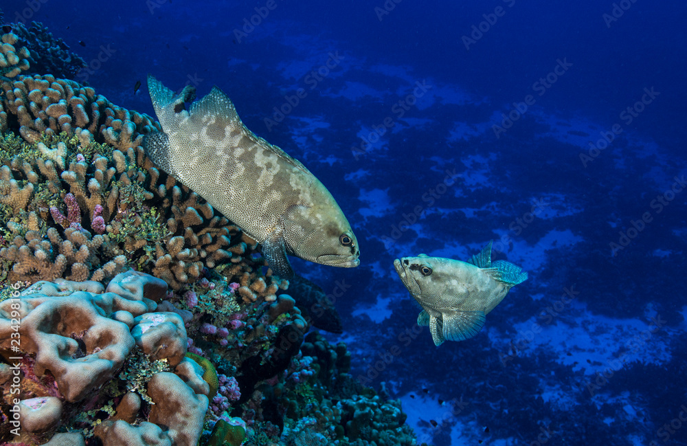 Obraz premium Two groupers on reef