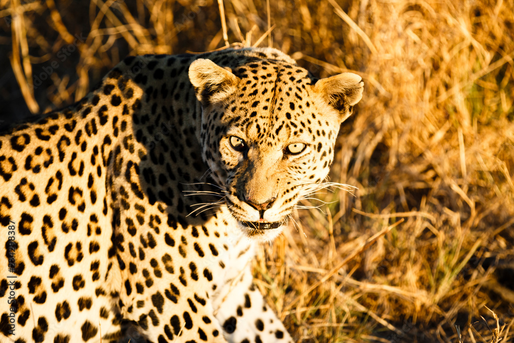 Leopard (Panthera pardus), liegt im hohen Gras, Blick in die Kamera Leopard (Panthera pardus), liegt im hohen Gras, Blick in die Kamera