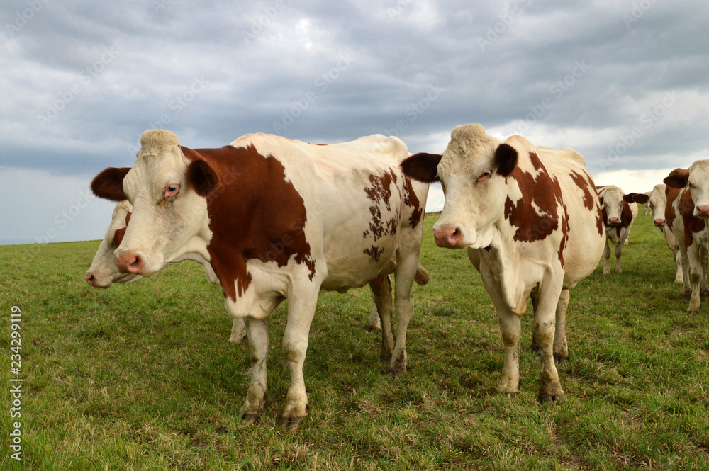 A herd of dairy cows, or dairy cattle in a green pasture. Montbeliarde breed cows.