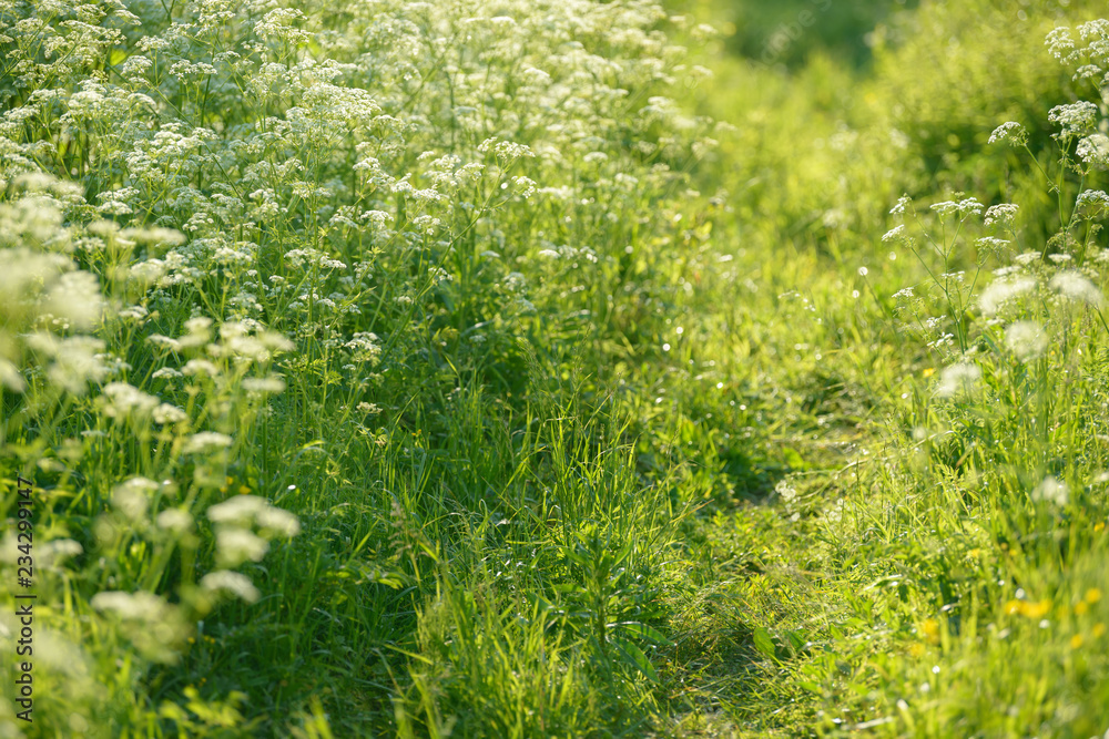 Anise flower field. Food and drinks ingredient. Path through the thickets. Anise flower field. Food and drinks ingredient. Path through the thickets.