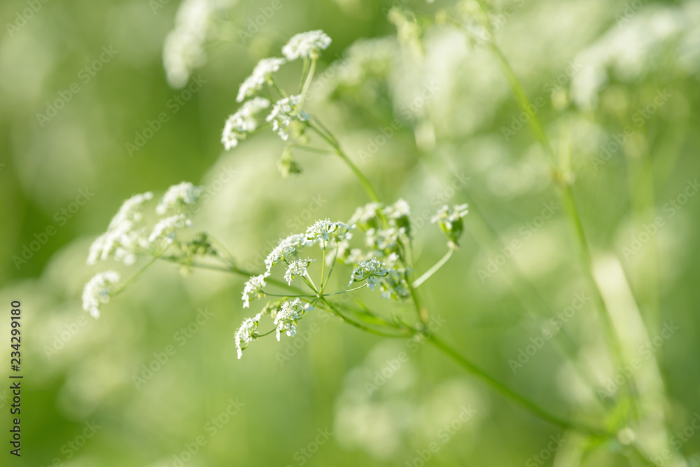Anise flower field. Food and drinks ingredient. Anise flower field. Food and drinks ingredient.