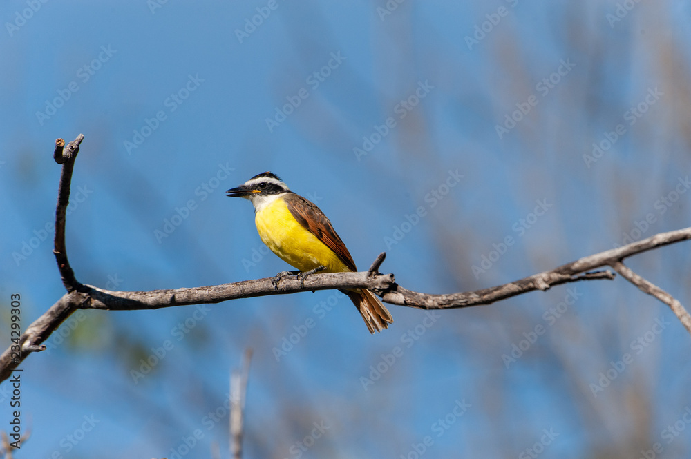 Naklejka premium Great Kiskadee (Pitangus sulphuratus) San Juan Cosala, Jalisco, Mexico